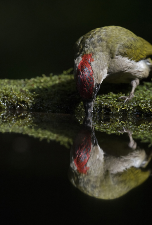 Groene specht_2017-05-14_31_01.JPG