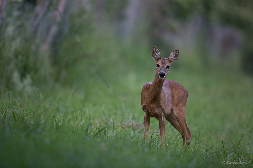 Chevreuil d'Europe (Capreolus capreolus)-11.jpg