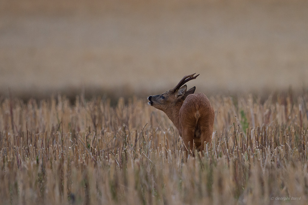 Chevreuil d'Europe (Capreolus capreolus)-4.jpg