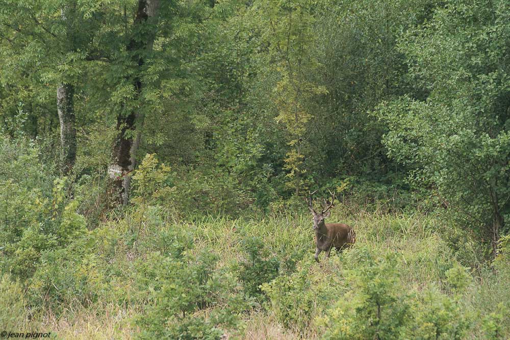 cerf septembre matin_-2.JPG