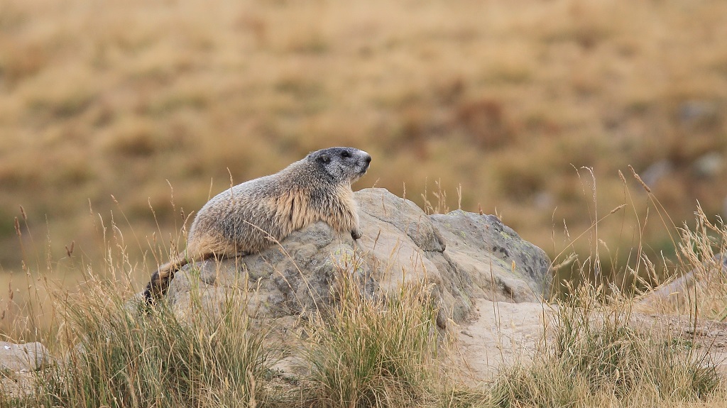 522 Marmottes Col de la Cayolle.jpg