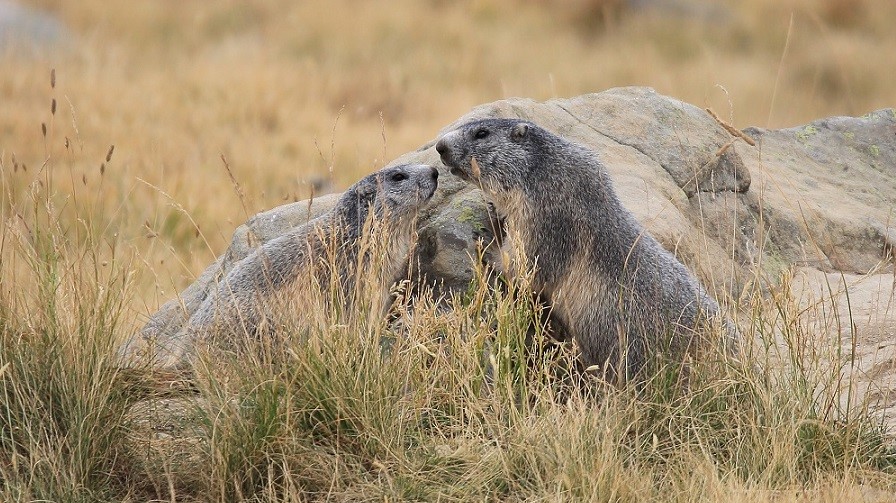 523 Marmottes Col de la Cayolle.jpg