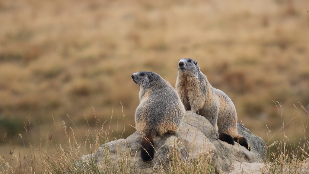 525 Marmottes Col de la Cayolle.jpg