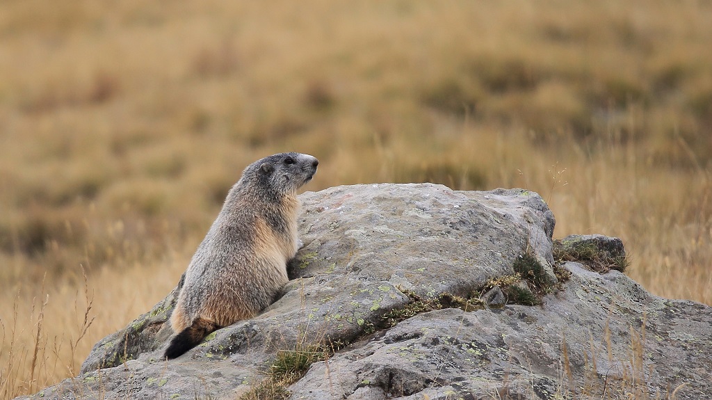 526 Marmottes Col de la Cayolle.jpg