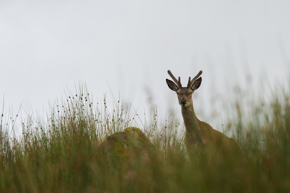 Cerf rouge_3.jpg