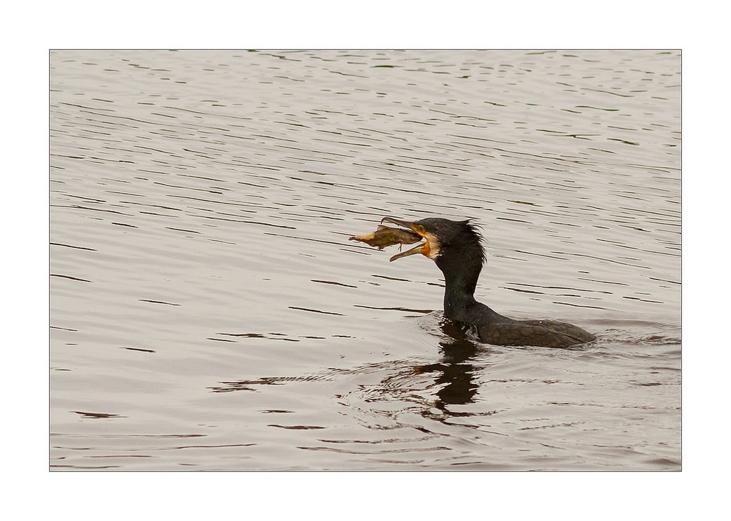 cormoran en  peche 2 Canon 400L f7,1 iso 800 1 2000 éme.jpg