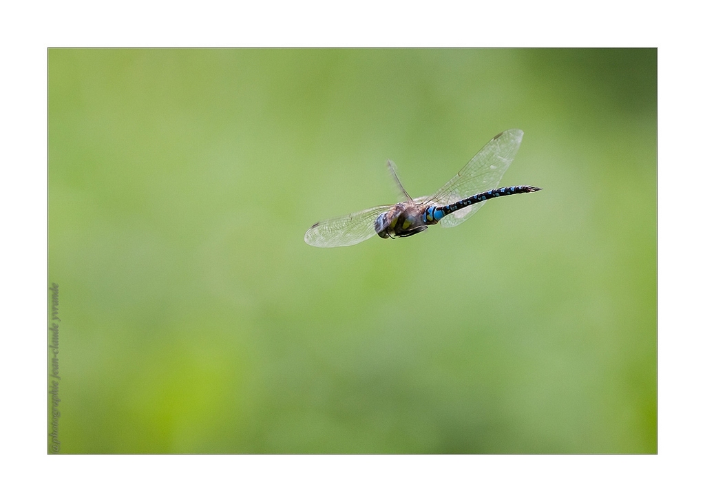 Libellule en vol 1 Canon 400L f5,6 iso 640 1 500 ème.jpg