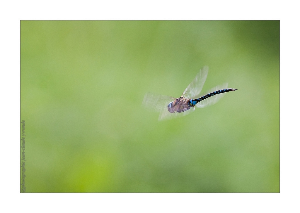 Libellule en vol 2 Canon 400L f5,6 iso 640 1 500ème.jpg