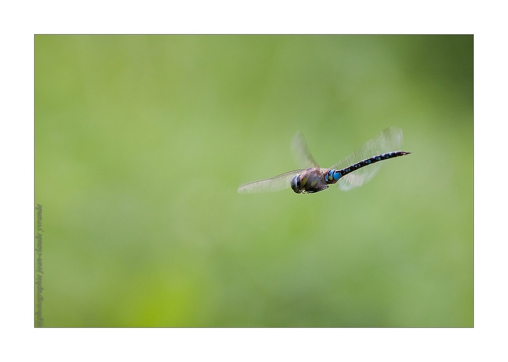 Libellule en vol 3 Canon 400L f5,6 iso 640 1 500 ème.jpg