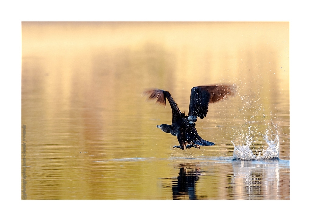 cormoran envol Canon 400L f7,1 iso 640 400ème.jpg