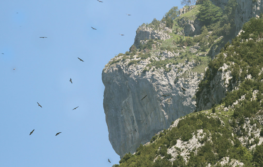 38v falaise aux vautours env.jpg