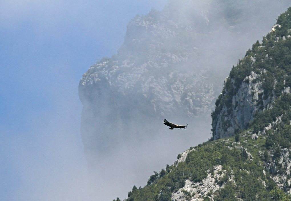 39vautour falaise  brume env.jpg