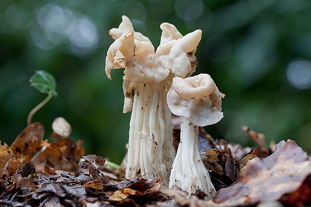 Helvella crispa ( Helvelle crépue )  comp.jpg