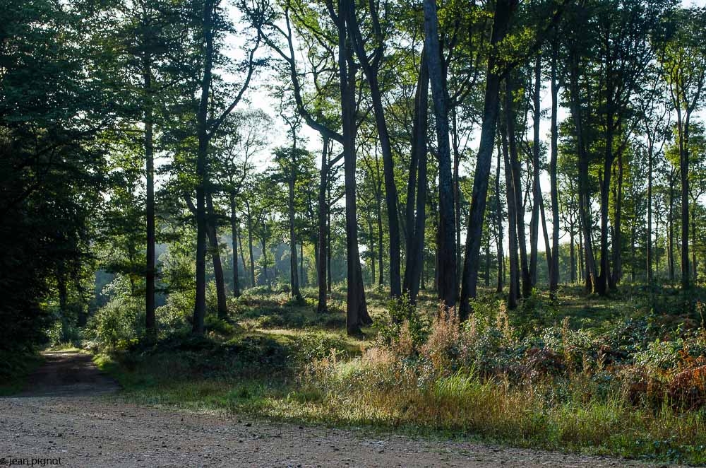 paysage foret de perseigne 2017.JPG