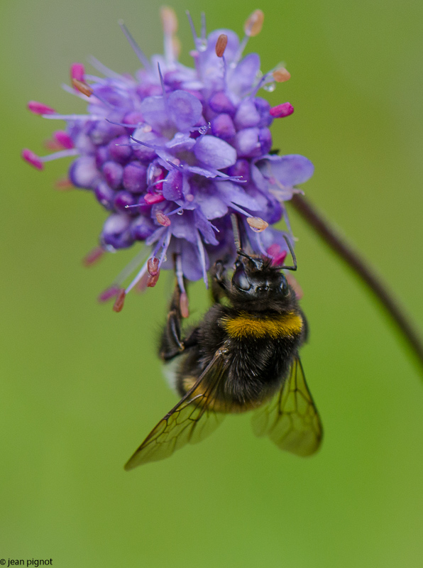 bourdon des jardins.JPG