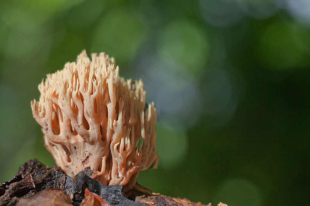 Ramaria stricta 7 comp.jpg