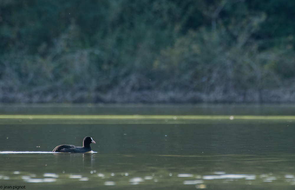 oiseaux etang besnard.JPG