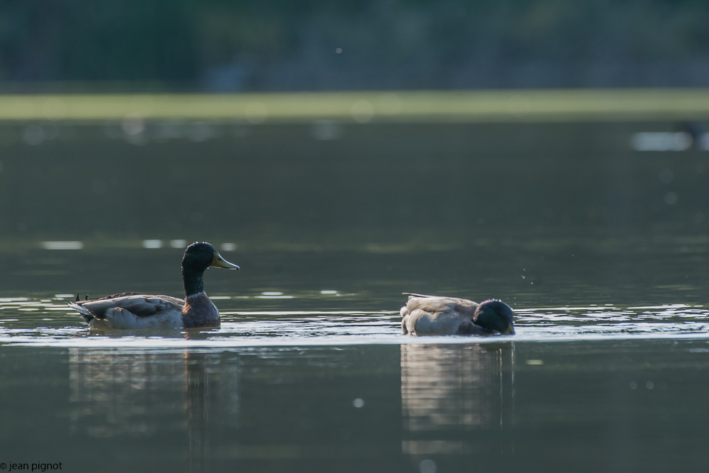 oiseaux etang besnard-3.JPG