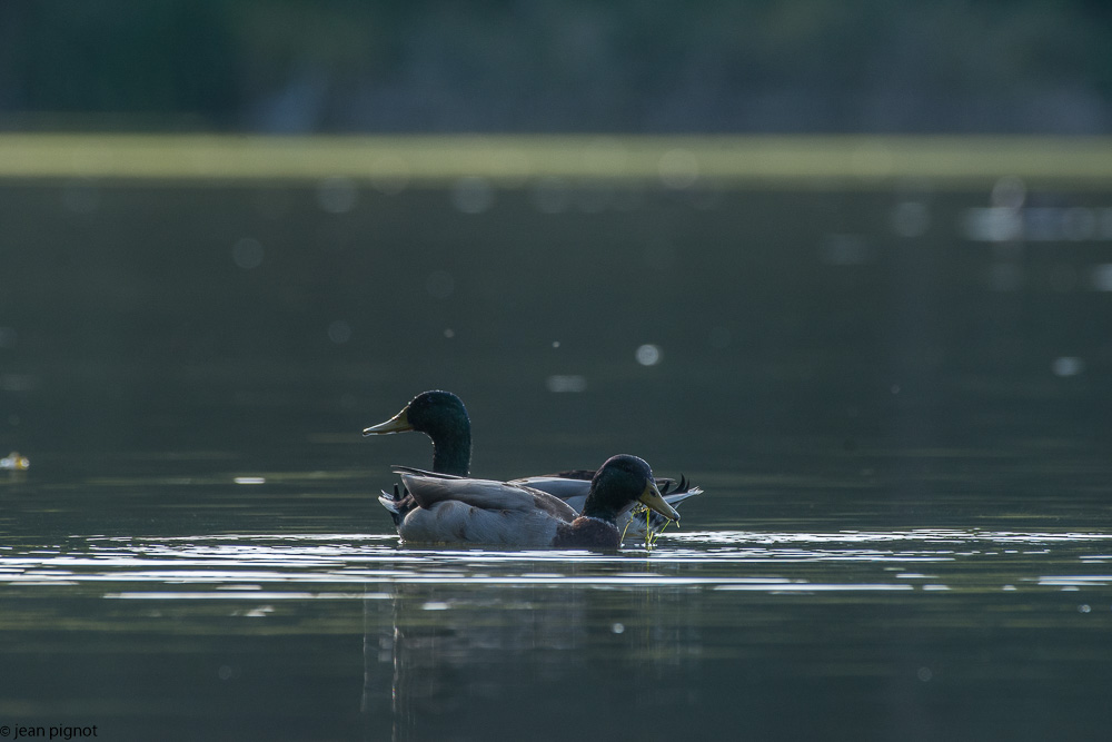 oiseaux etang besnard-4.JPG