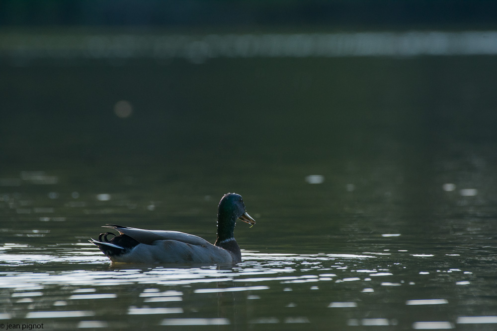 oiseaux etang besnard-5.JPG