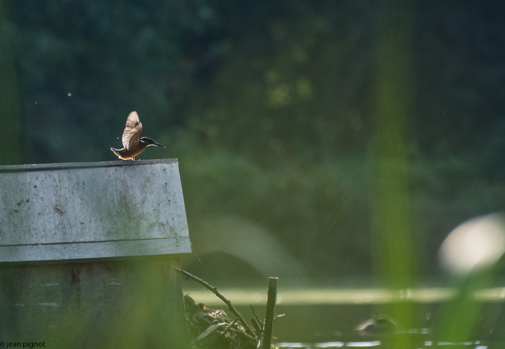 oiseaux etang besnard-6.JPG