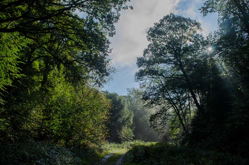 paysage de chemin.JPG