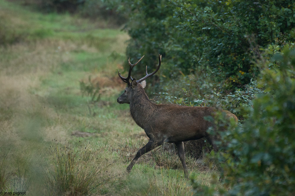 cerf au brame 2017-3.JPG