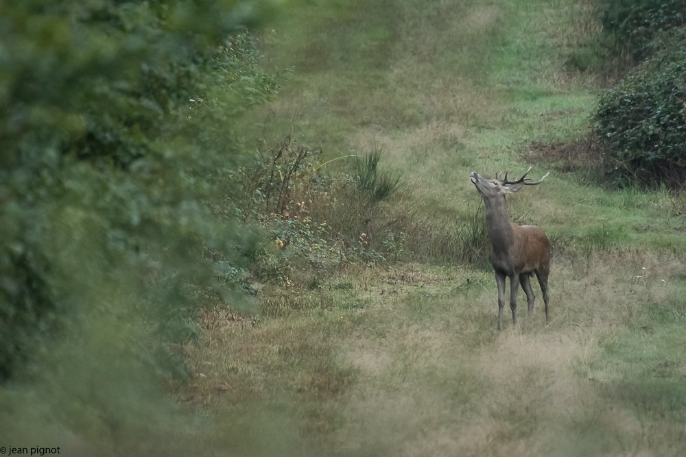 cerf au brame 2017-2.JPG