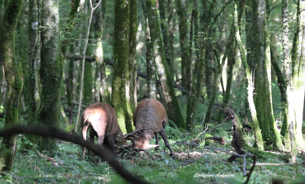 IMG_8664 Combat en forêt de Cirey.jpg