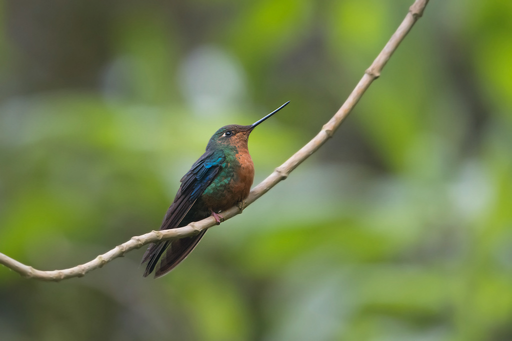 13-Colibri à ailes saphir.jpg