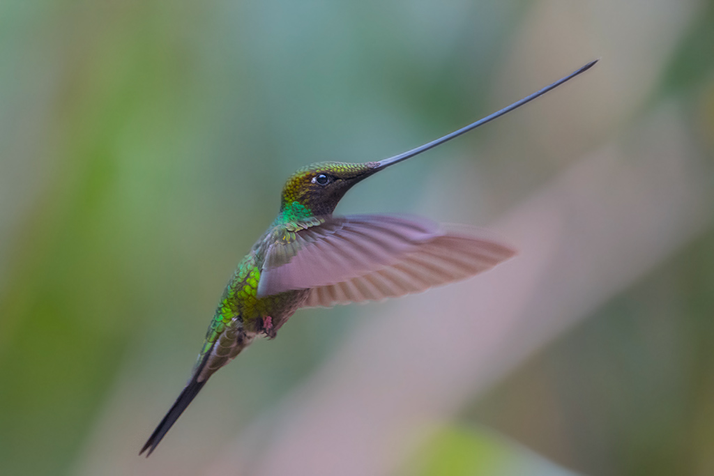 14-Colibri porte épée.jpg