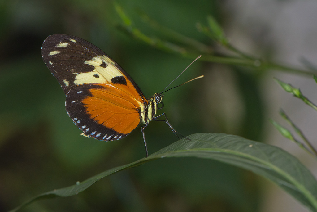 15-Papillon sous la canopée.jpg