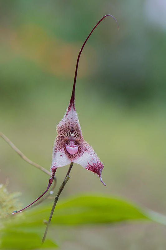 17-Orchidées.jpg