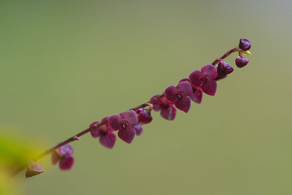 18-Orchidées.jpg