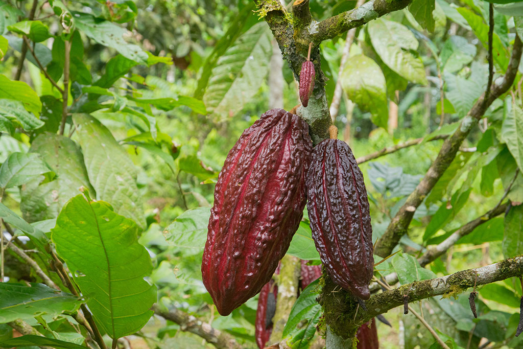 20-Cabosse de cacao.jpg