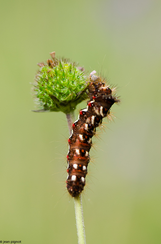 chenille de vulcain.JPG