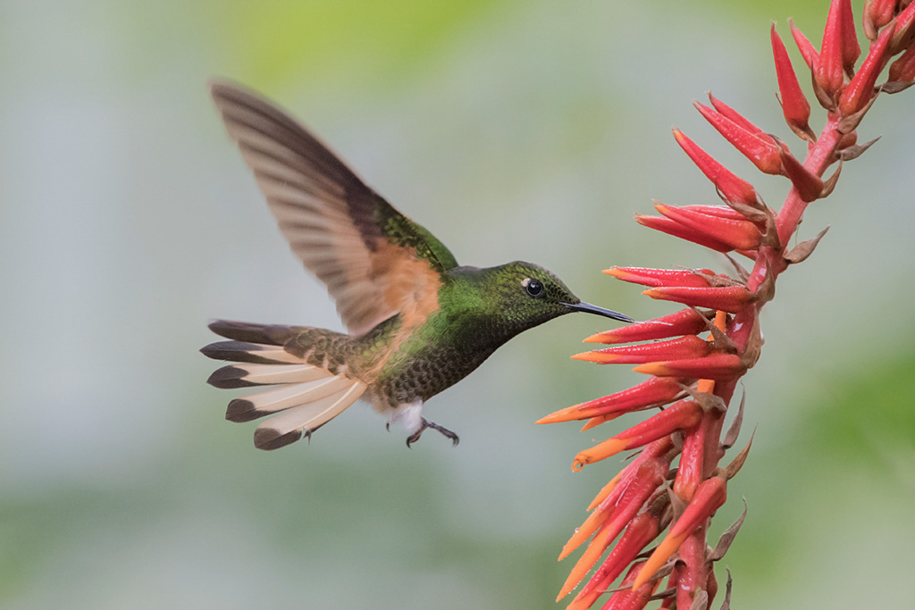 35-Colibri flavescent.jpg