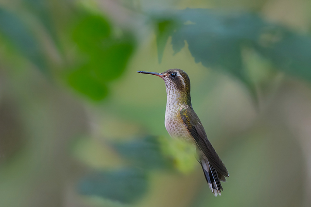 36-Colibri moucheté.jpg