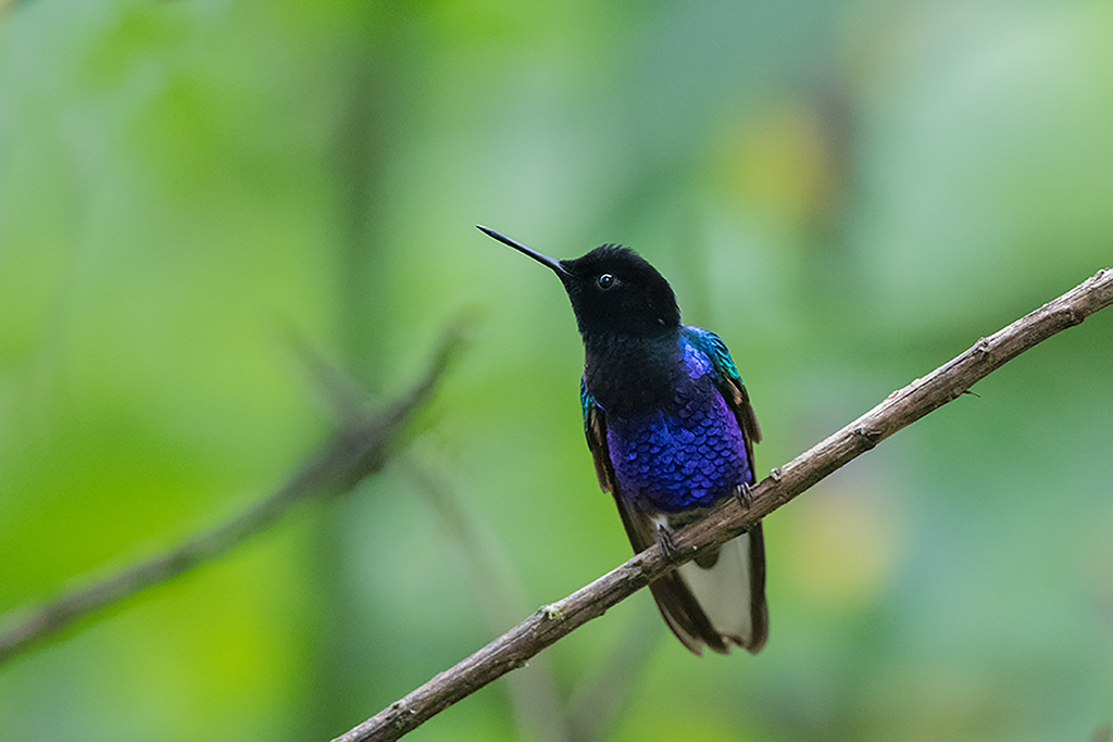 39-Colibri de Jardine.jpg