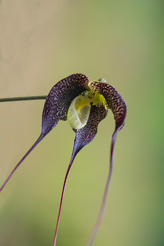 40-orchidées.jpg