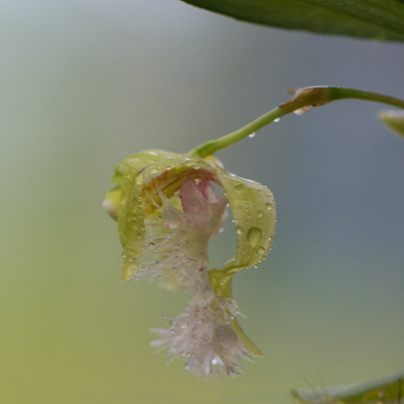 41-orchidées.jpg