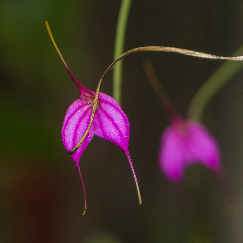 42-orchidées.jpg
