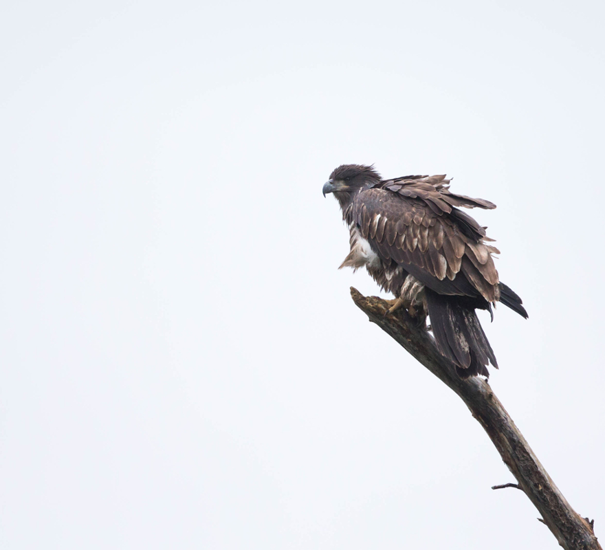 Pygargue à tête blanche 2017-09 Lac des Aigles-4IN.jpg