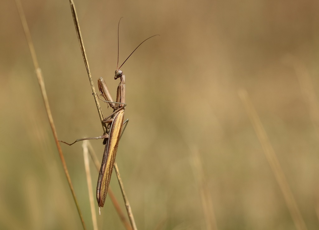 1 IMG_MANTIS.JPG