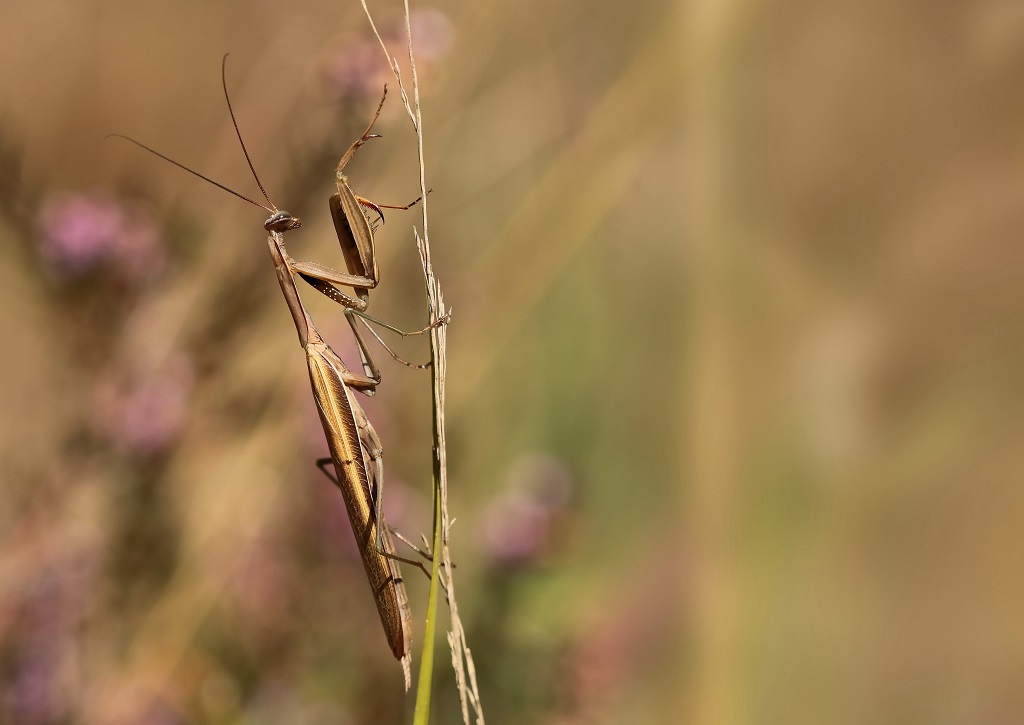 2 IMG_MANTIS.JPG