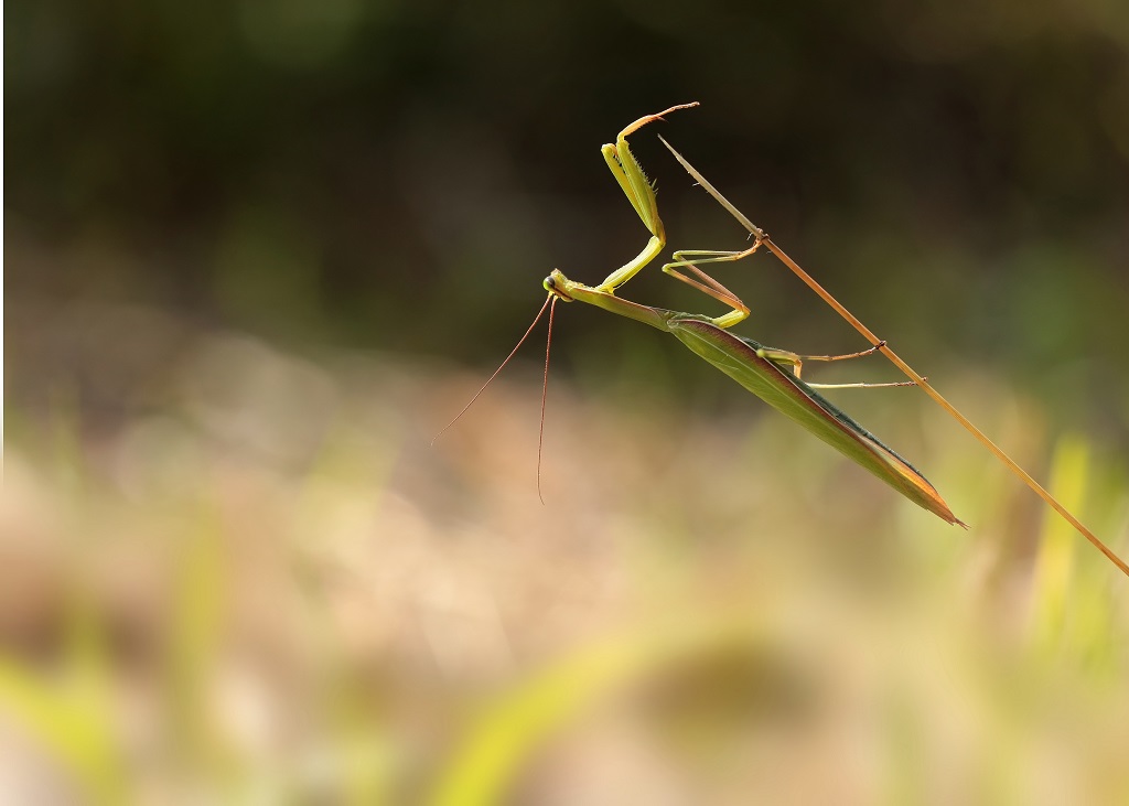 3 IMG_MANTIS.JPG