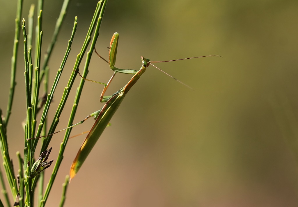 4 IMG_MANTIS.JPG