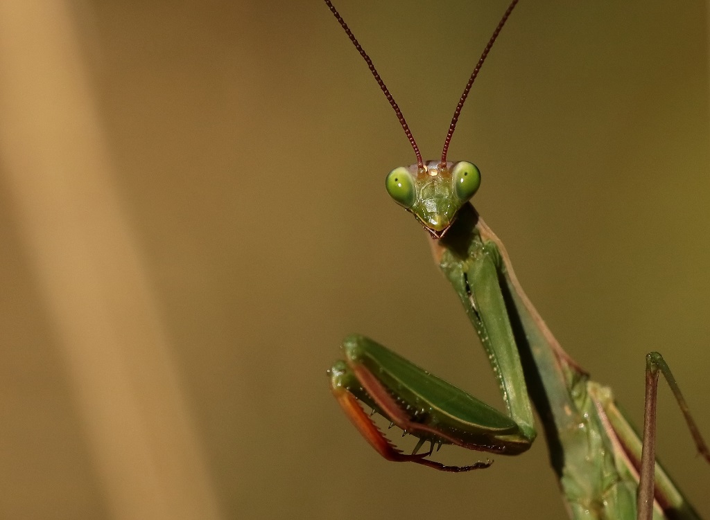 5 IMG_MANTIS.JPG