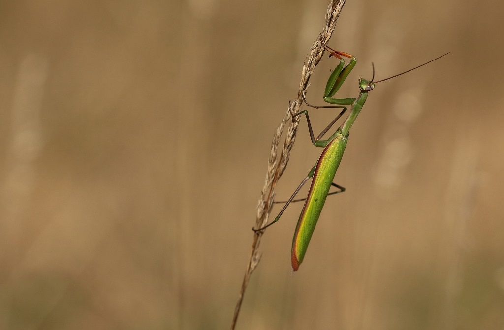 6 IMG_MANTIS.JPG