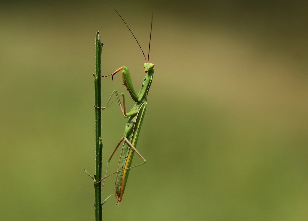 8 IMG_MANTIS.JPG